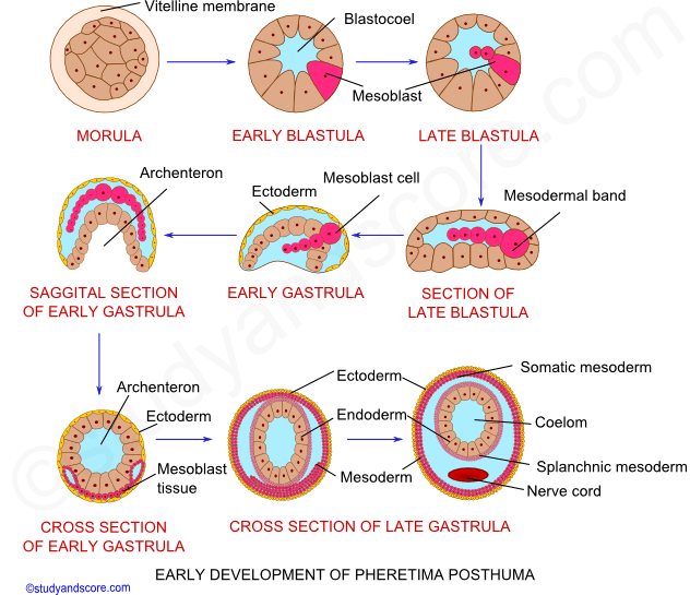 Earthworm reproduction, Earthworm reproductive system, male reproductive system, female reproductive system, spermathecae, copulation, cocoon formation